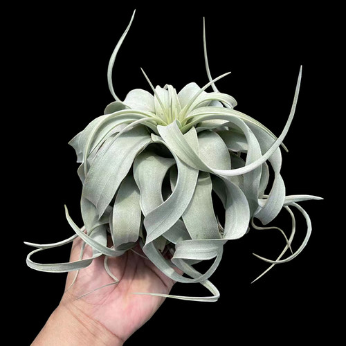 卷叶霸王无土植物室内花喷水就活