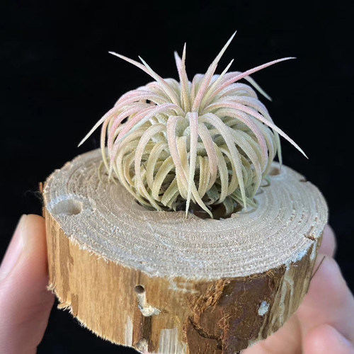 稀有迷你卷空凤无土植物桌面盆景