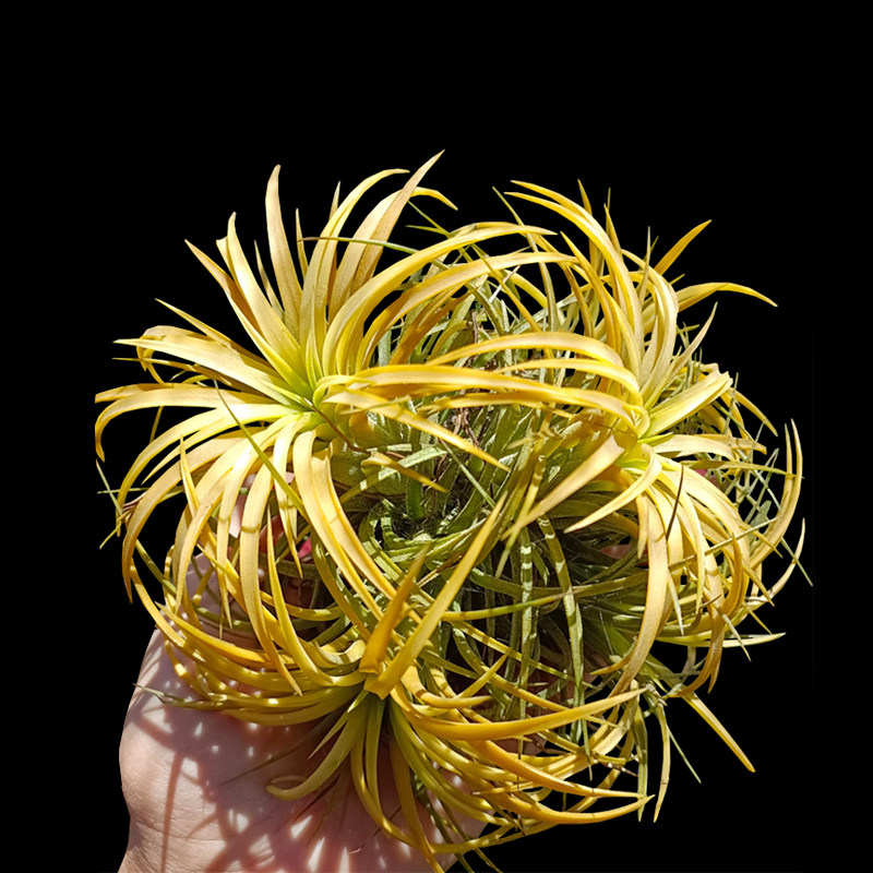 群生空气凤梨多款无土植物精灵球多头空凤丛生球状绿植室内盆栽花,鲜花速递/花卉仿真/绿植园艺,绿植,淘宝优惠券,粉丝福利购,淘宝优惠卷