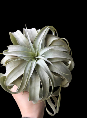 霸王空气凤梨大型卷叶无土植物净化空气桌面盆景银叶室内绿植空凤