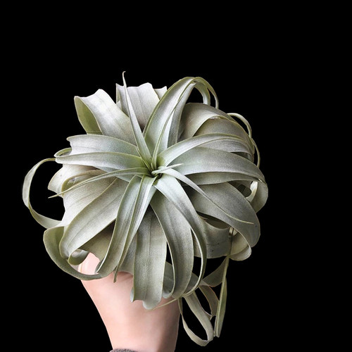 霸王空气凤梨无土植物银叶花卉大