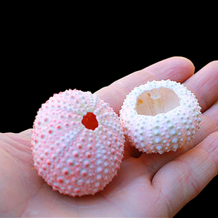 天然海胆壳空气凤梨植物底座花架无土绿植盆景室内桌面摆件装 饰壳