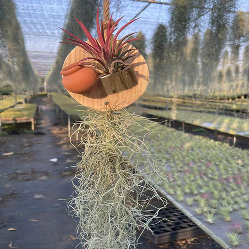 多款悬挂无土植物空凤喷水就活花