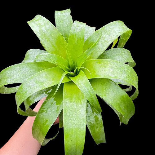 萨曼莎空气凤梨植物无土绿植绿叶耐阴卷叶花卉室内造景懒人盆栽 - 封面