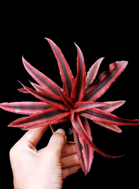 积水凤梨姬凤梨生态雨林植物水陆缸造景绿植盆栽中型多款花卉庭院