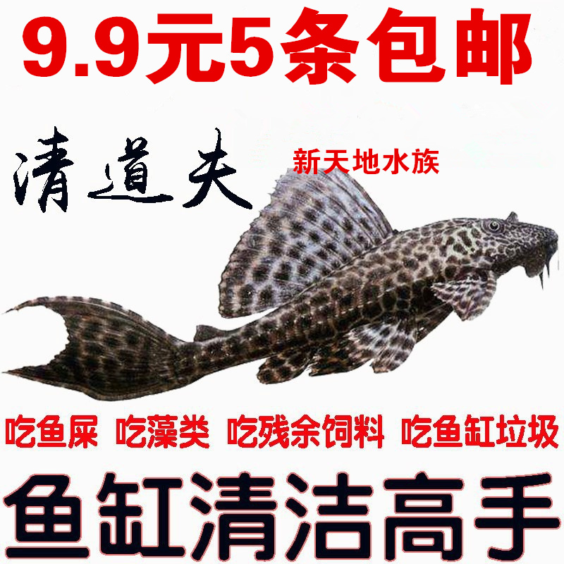 清道夫鱼活体淡水冷水鱼草缸鱼缸清洁工专吃鱼屎藻类垃圾残余包邮