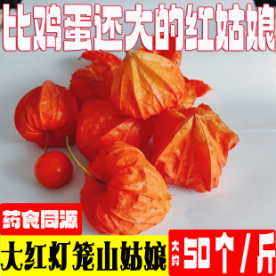 25年新鲜现摘野生大红灯笼山姑娘果中药材锦苦菇娘鸟酸浆果挂金灯