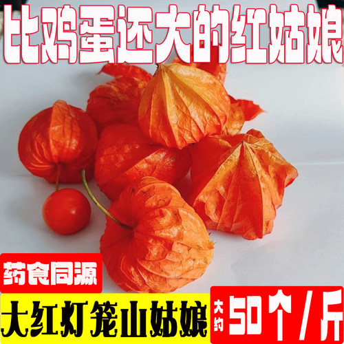 大红灯笼山红姑娘果锦灯笼中药材