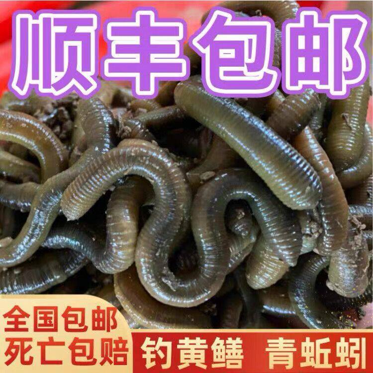 青蚯蚓黑蚯蚓鲜活鱼饵钓鱼蚯蚓钓黄鳝特大号地龙臭蚯蚓活饵综合饵