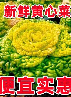 河南黄心乌乌塌菜菊花心菜青菜