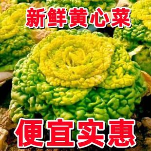 2025河南黄心乌乌塌菜菊花心菜青菜泡泡菜乌菜当季新鲜黄心菜包邮