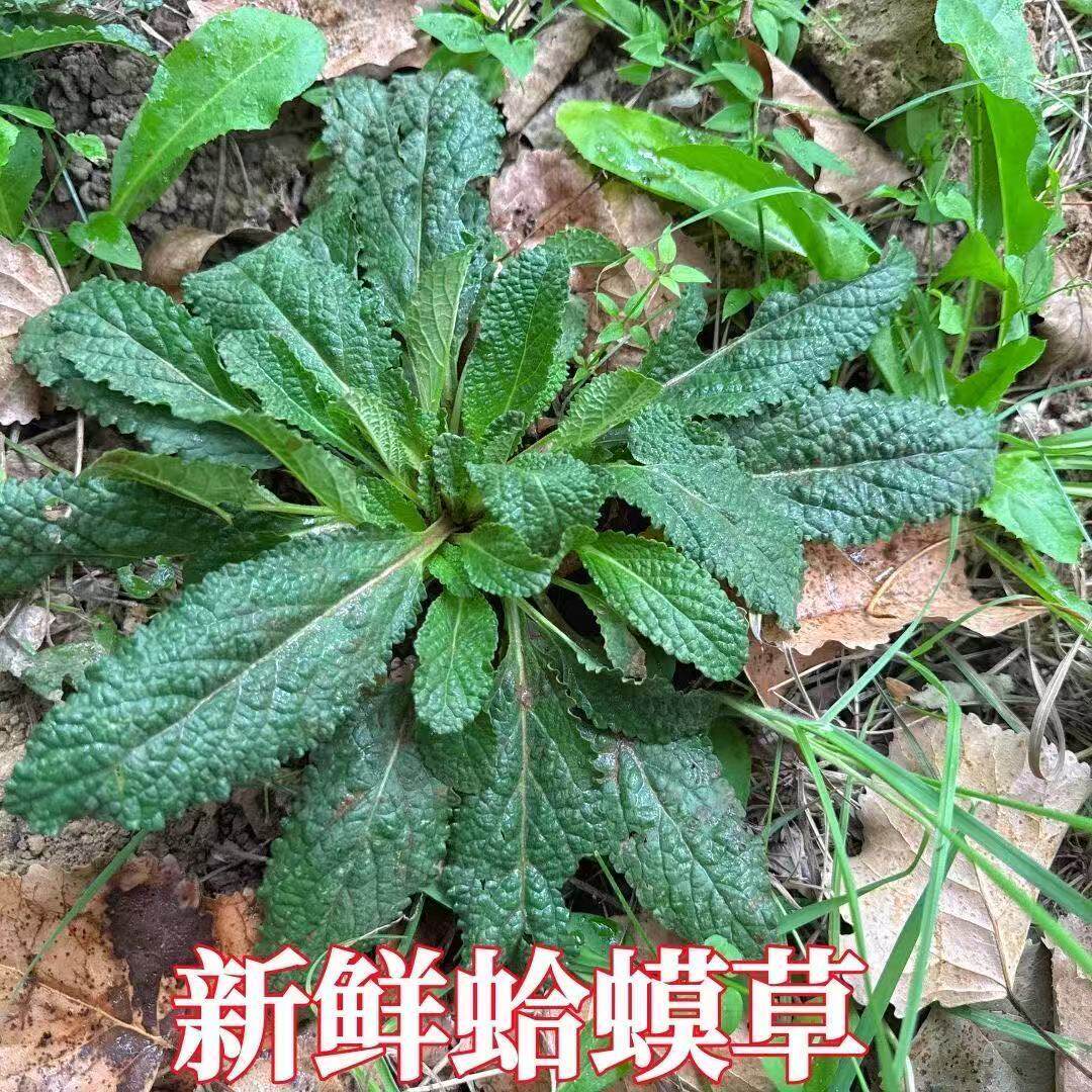 新鲜蛤蟆草整株带根产地直发