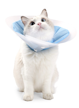 Deformable cat collar for postoperative anti licking