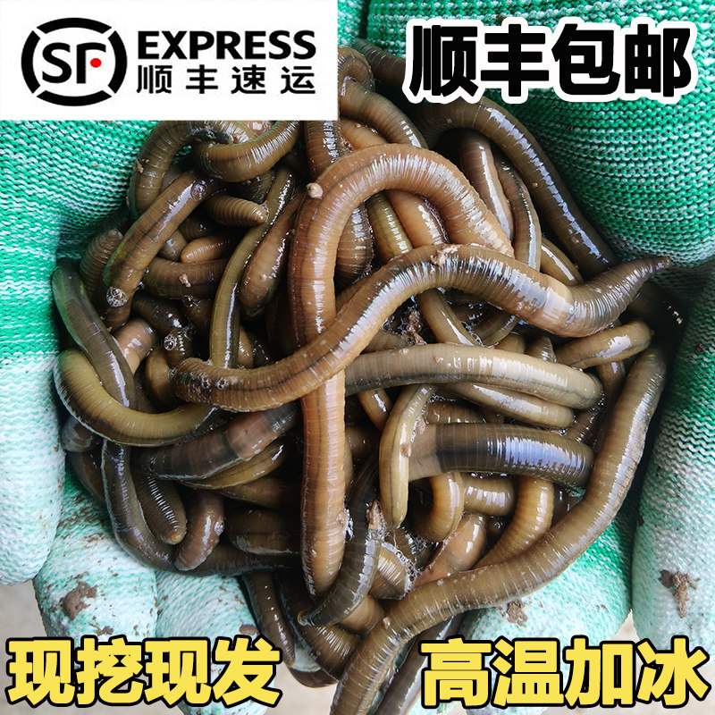 鲜活黑蚯蚓专业钓黄鳝青蚯蚓活饵大蚯蚓活体垂钓综合鱼饵现挖现发