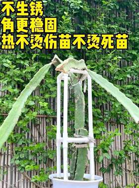火龙果种植专用PVC管防烫支撑架
