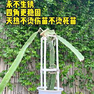 火龙果支架PVC支撑架不锈钢种植专用架花架盆栽地栽火龙果苗支架