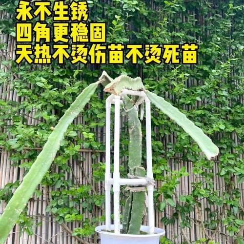 火龙果种植专用PVC管防烫支撑架