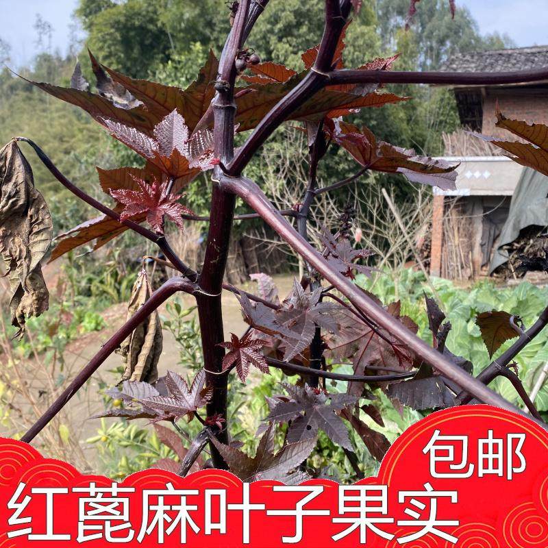 红蓖麻紫色蓖麻种子果子暗红色树叶子种子果实包邮庭院绿化行道厂
