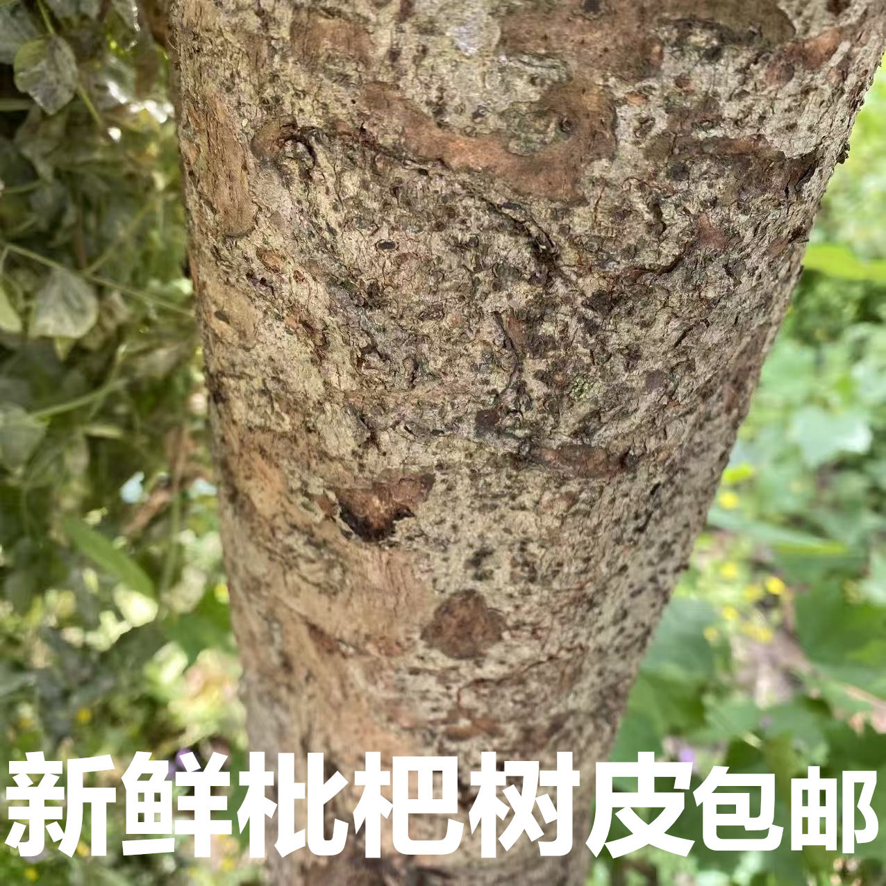 新鲜枇杷树叶子根皮500g药食同源