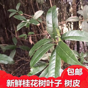新鲜桂花树叶片苗种子树皮乡下采摘一斤包邮洗澡泡茶泡酒绿植植物