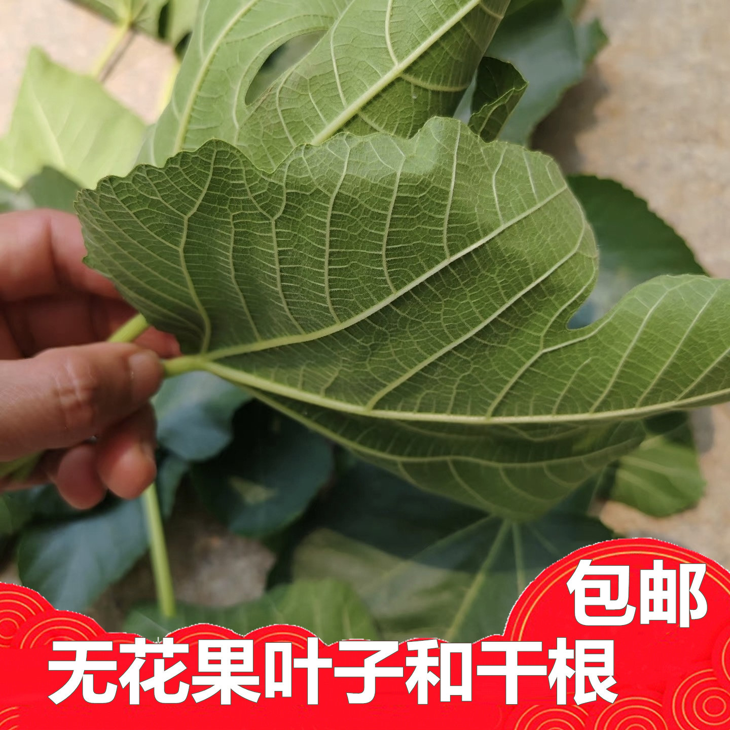 无花果叶子根切断老根包邮