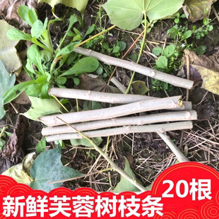 新鲜芙蓉树枝条花扦插枝条树叶树根20根树包邮乡下采摘新鲜木芙蓉
