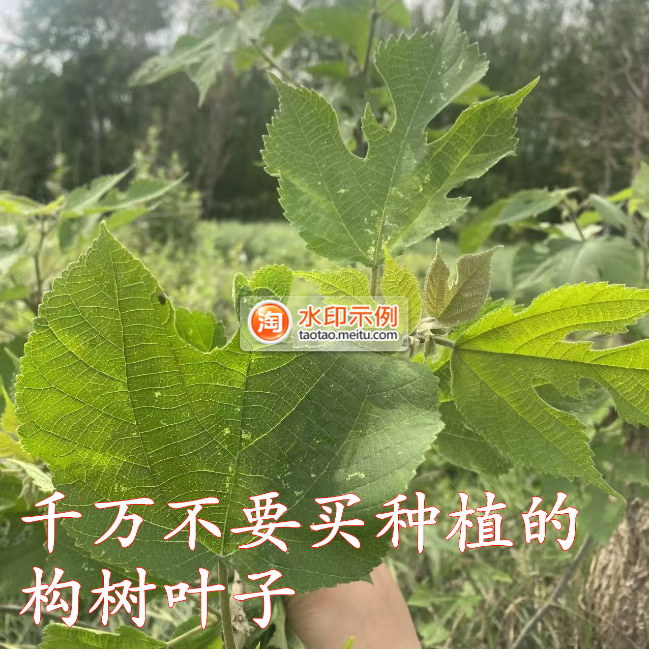 农家现摘构树叶泡澡止痒中药材
