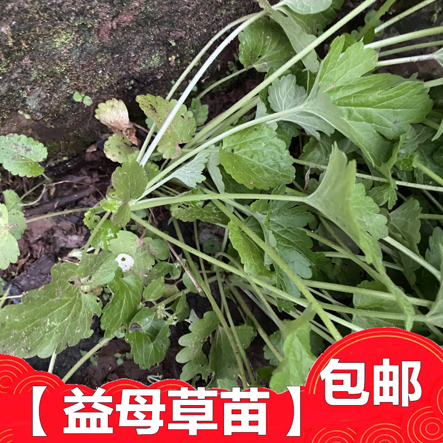 新鲜益母草苗裸根花园绿植