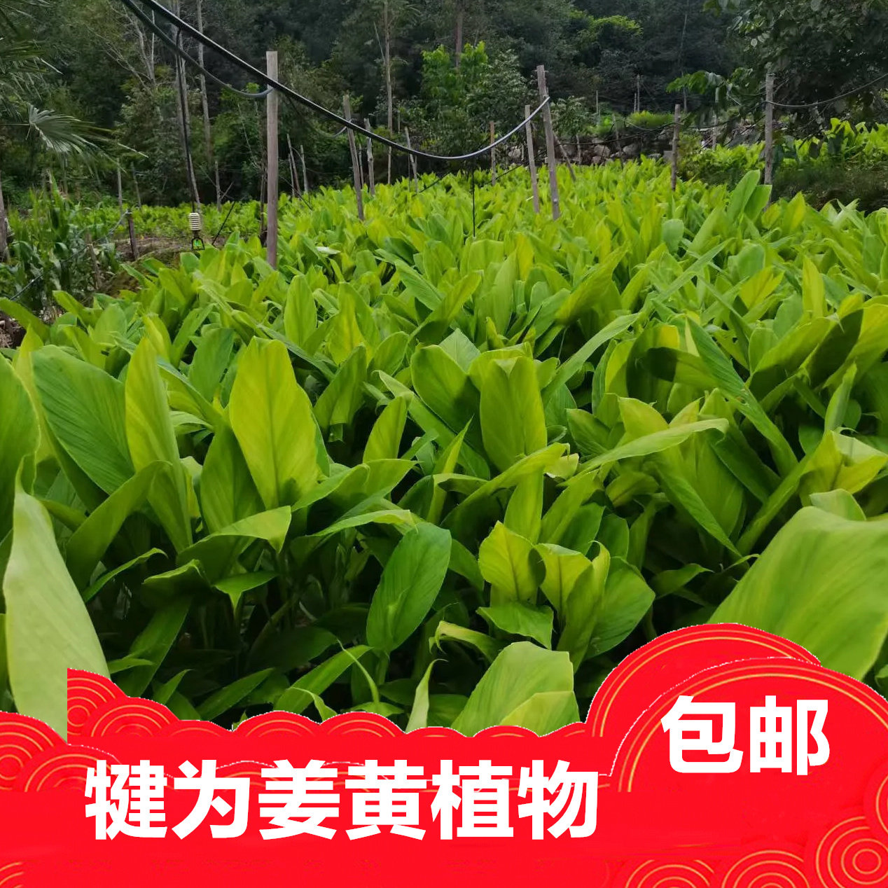 新鲜姜黄黄姜绿植盆栽犍为发货
