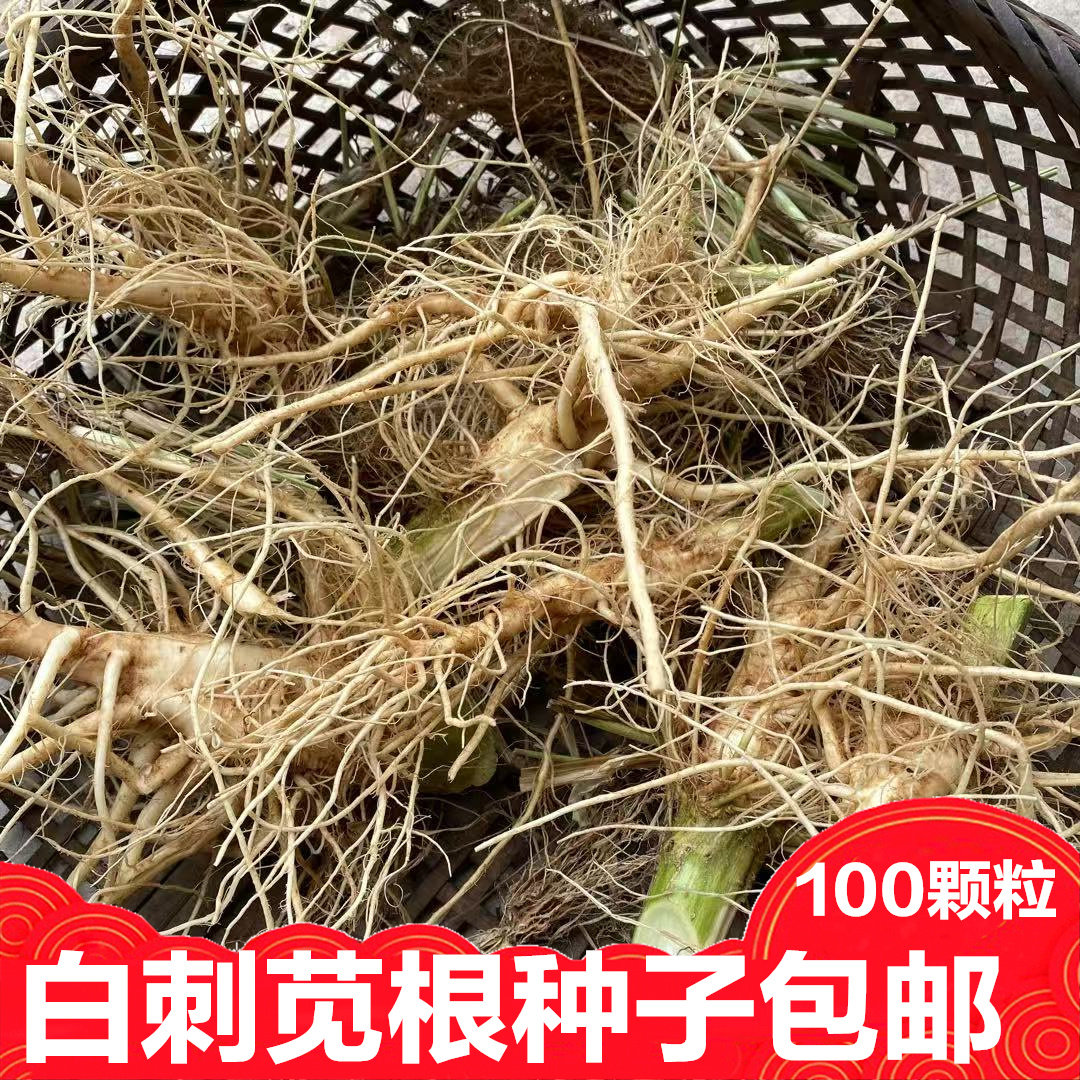 白根苋菜根种子野苋菜根种子