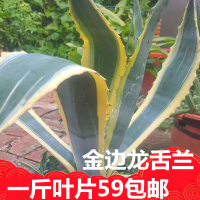 新鲜金边莲  黄边兰带刺龙舌舍兰中草药材苗用途一斤包邮中草药材