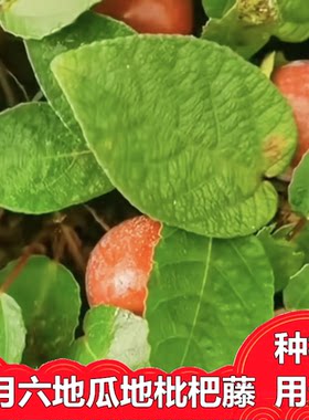 四川香野地瓜绿植种地石榴种苗