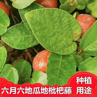 四川香野地瓜绿植种地石榴种苗落地一斤香地瓜苗 藤子种子 地石榴