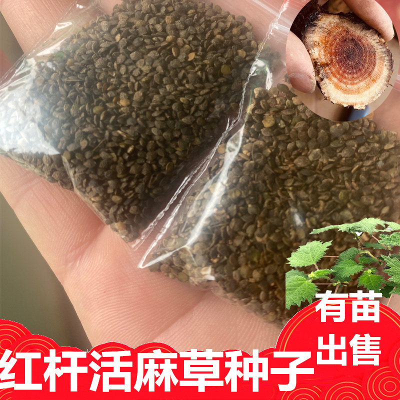正宗红荨麻种子 红豁麻红荨麻草籽 红活麻咬人草种籽播种用途包邮