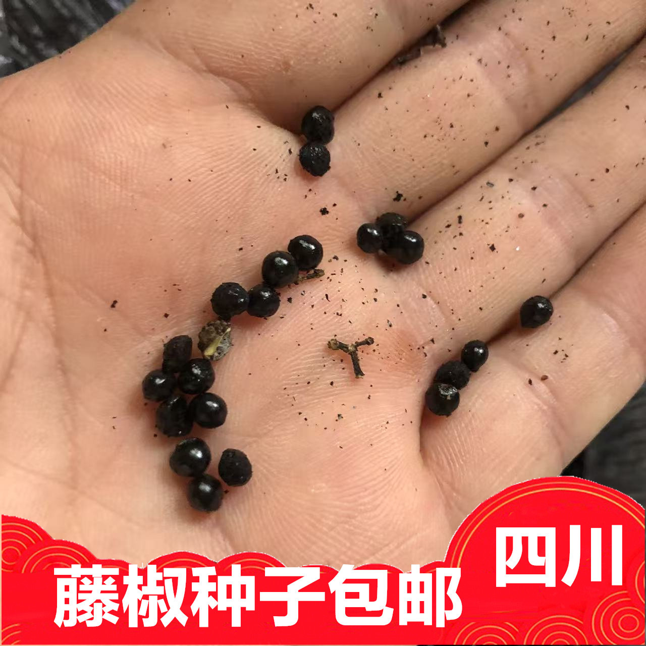 藤椒非花椒树麻辣椒油种子包邮