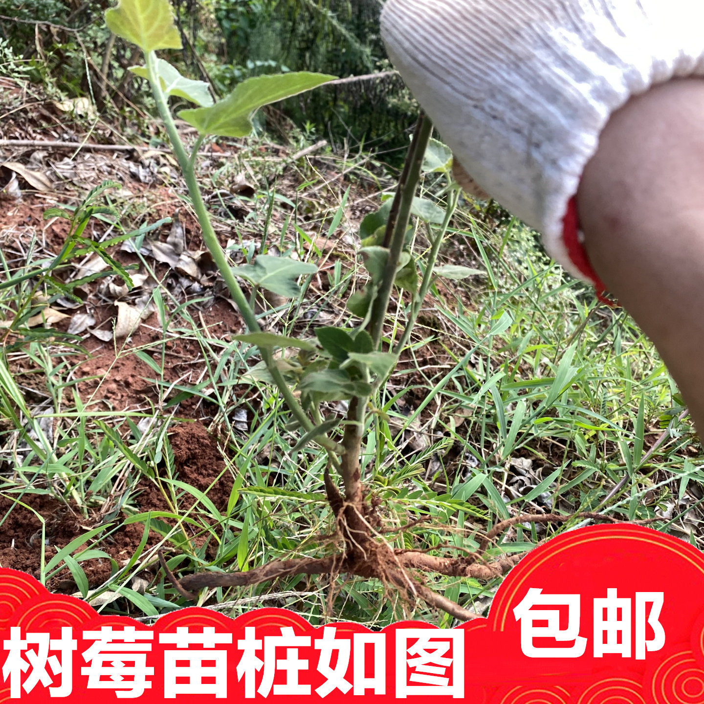 正宗红树莓苗当年结果盆栽地栽