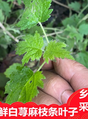 新鲜霍麻白青活麻荨枝条叶麻尖苗红活麻种子麻荷马草蝎子草咬人草