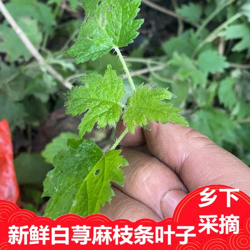 新鲜霍麻白青活麻荨枝条叶麻尖