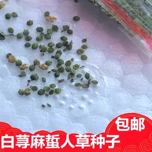 新鲜荨麻火麻活麻草叶子枝条杆叶纯根包邮种子青杆荨麻草种子泡茶