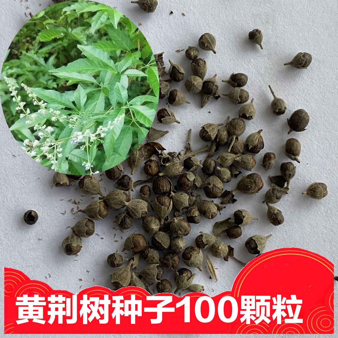新鲜朴树种子实拍秋天采收包邮