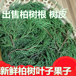 新鲜柏树叶子果子500g晒干香柏