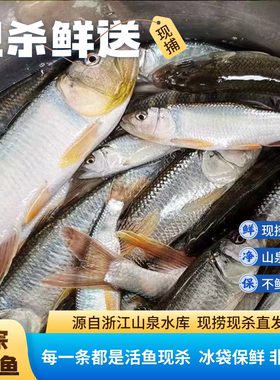溪水原生马口鱼当天现杀破肚去脏净重拍保证新鲜包损售后无忧