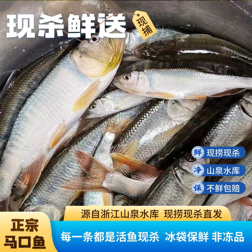 溪水原生马口鱼当天现杀破肚去脏净重拍保证新鲜包损售后无忧