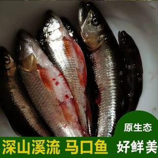 溪水原生马口鱼当天现杀破肚去脏净重拍保证新鲜包损售后无忧