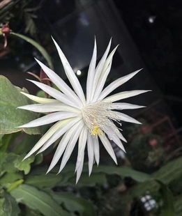 待宵孔雀 白菊昙花 圆叶昙花 勤花盆栽观赏花卉昙花植物阳台庭院