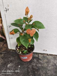 波伊斯玫瑰 三角梅 扦插苗牙签苗（有苗情图）勤花品种