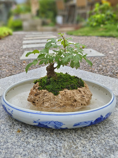 天然上水石原石吸水石槽盆景假山花盆造型植物