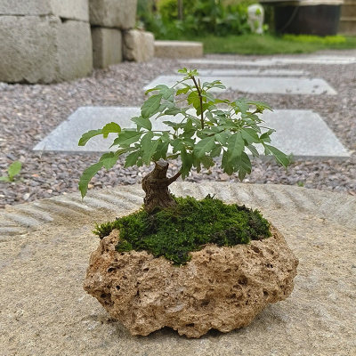 天然原石上水吸水石盆景造型植物