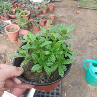 养心菜苗止痒草 景天三七阳台盆栽救心菜 保健特色菜植物非常好养