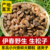 东北野生生松子原味松子红松子黑龙江伊春野生新鲜生松子大颗粒